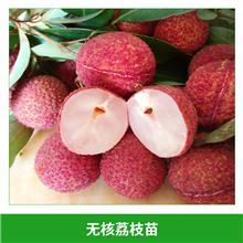 糯米糍荔枝图片/糯米糍荔枝样板图
