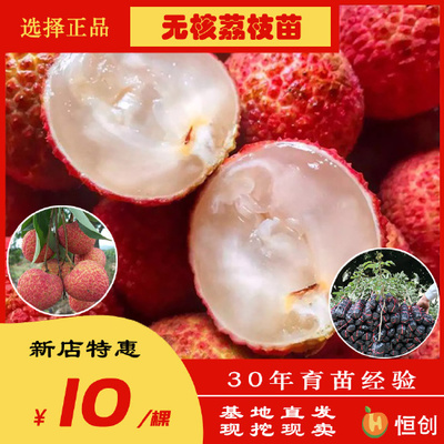 6~8公分荔枝苗6~8公分荔枝苗供应_6~8公分荔枝苗6