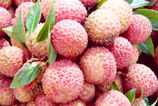 荔枝价格多少钱一斤 2017年荔枝价格行情走势预测