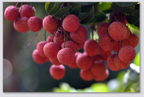 苍梧县沙头迟熟荔枝