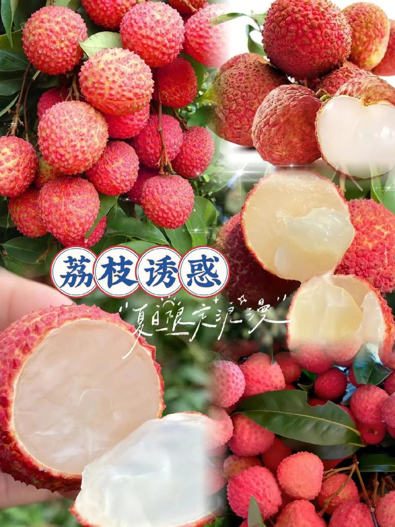 皮薄肉厚的无核荔枝.