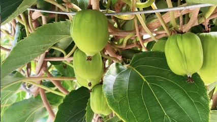 无核荔枝、不吐皮的猕猴桃…这些水果是来报恩的吧!