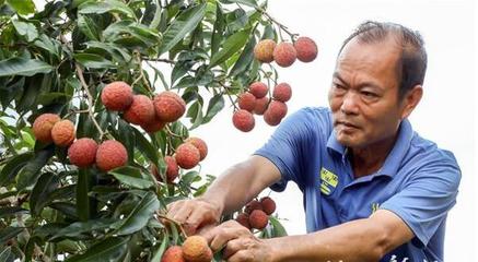 上百元一斤!遂溪无核荔枝走俏