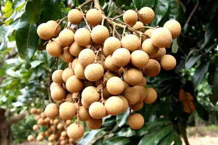 我为化州代言：无核荔枝，家乡的甜蜜瑰宝