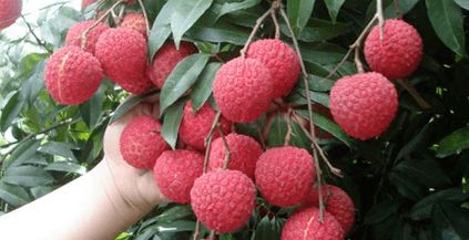 企石人带上手绘地图，实现无核荔枝自由