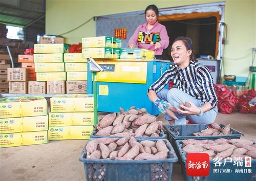 海南阔步新征程 澄迈农旅融合，无核荔枝点亮美好生活