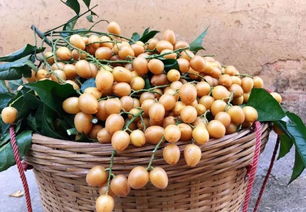 郁南无核荔枝 借湾区东风，扬特色品牌