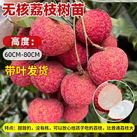 荔枝与樱桃的夏日甜蜜养生大比拼