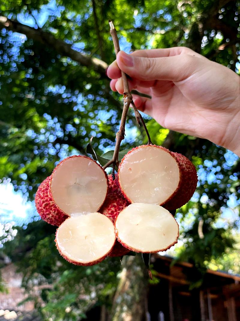 无核荔枝报恩来 一颗来自自然的甜蜜馈赠