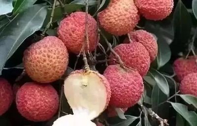 无核荔枝 水果界新晋“网红”的崛起与商业潜力