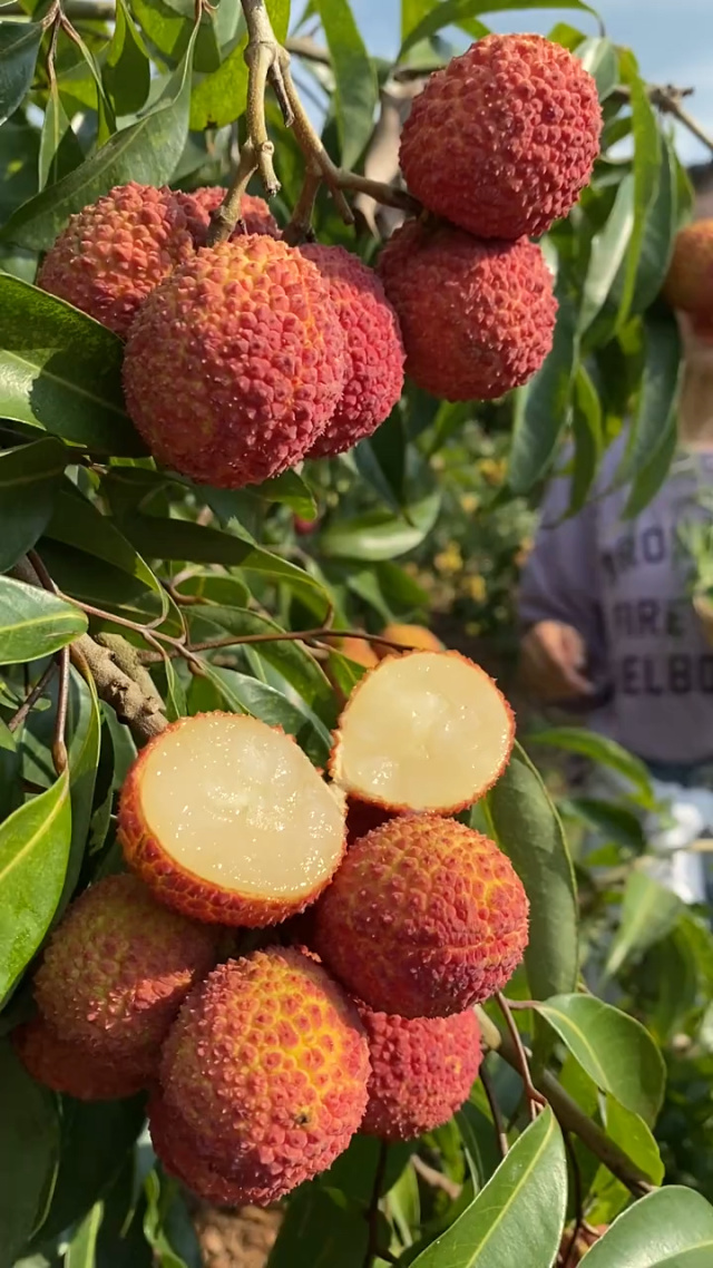 无核荔枝 皮薄肉厚，香甜可口的果中佳品