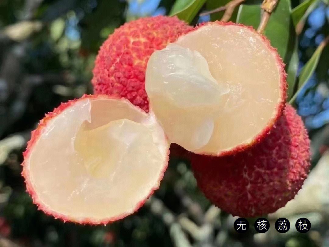 海南水果知多少？一颗颠覆认知的“无核荔枝”