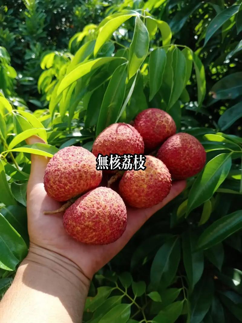 无核荔枝 科技育种的甜蜜革命