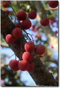 大红荔枝甜又甜——记藤县太平镇江口村的特产无核荔枝