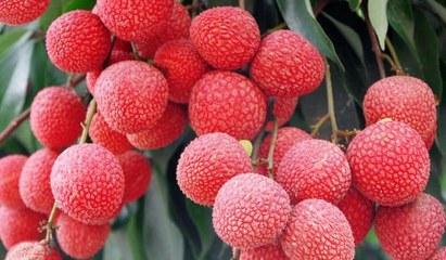 无核荔枝的种植条件与技术要点