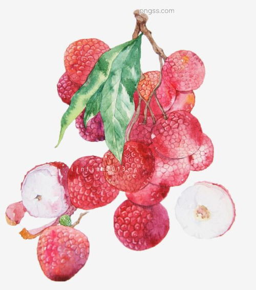 夏日清甜 荔枝水彩画中的艺术与风味