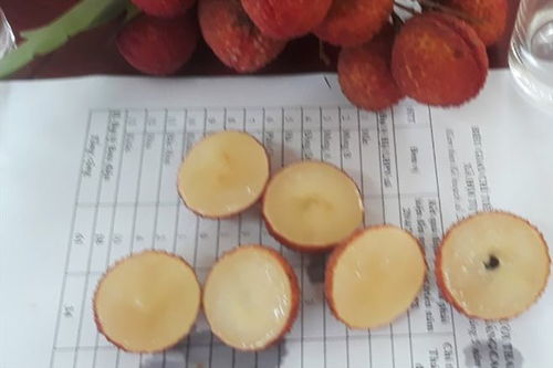 无核荔枝在越南北江成功种植，每公斤20万引爆市场热潮