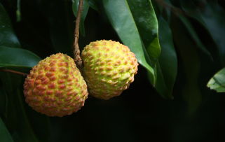 南山荔枝与无核荔枝 深圳特产的甜蜜传承与创新
