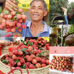 花样漳州 爱荔丰收，电商助“荔”网上行，无核荔枝的甜蜜革新
