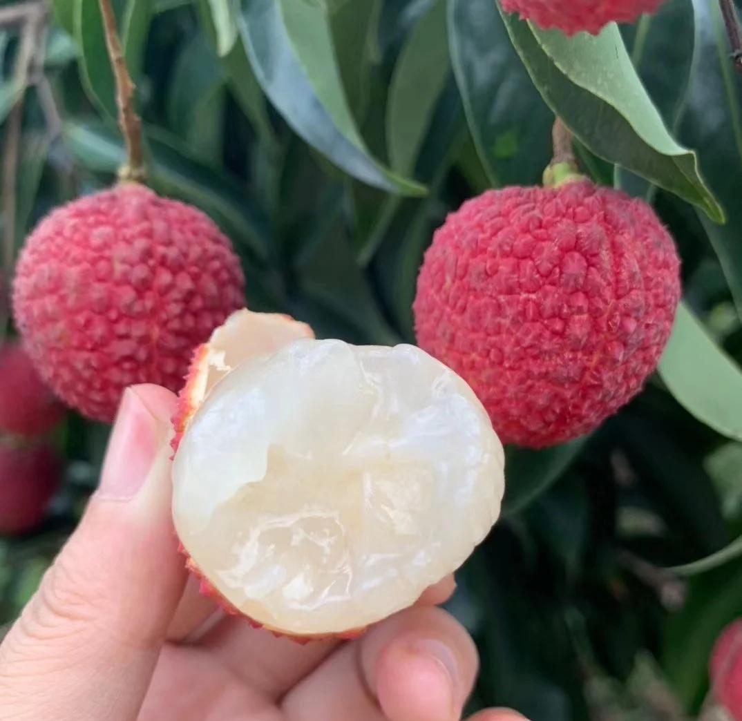 海南无核荔枝 70%的独特美味