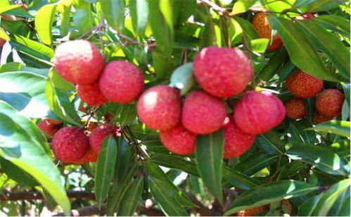 无核荔枝 美味与种植的双重惊喜