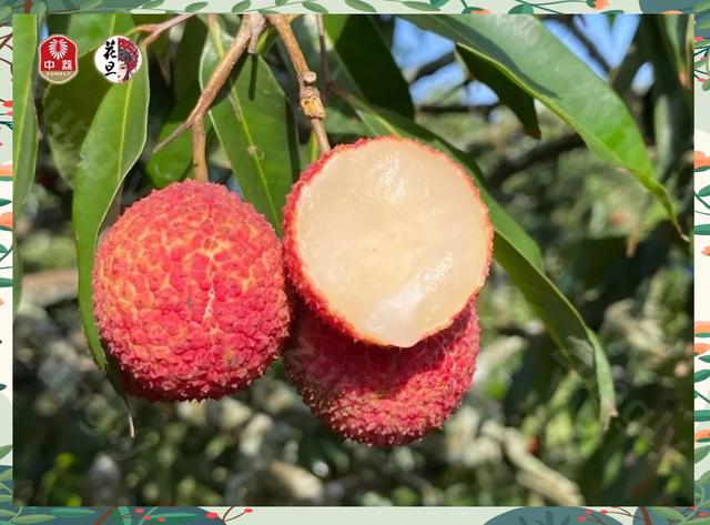 无核荔枝 从种植到品尝的心灵之旅