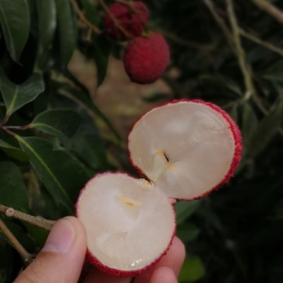 桂香四溢与无核之珍 探索桂花香荔枝与无核荔枝的独特魅力