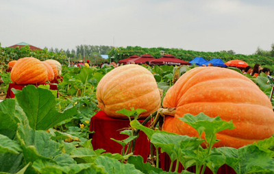 【每日农经】百斤巨型南瓜巧卖钱，亩赚四五万，搭配无核荔枝，探索农业致富新路径