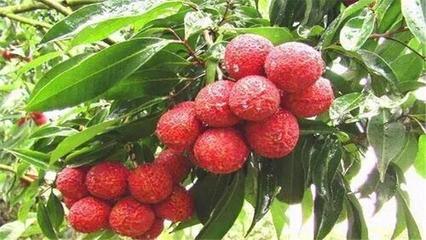 超市里的无核荔枝是从哪儿来的?是转基因水果吗?说出来你都不信