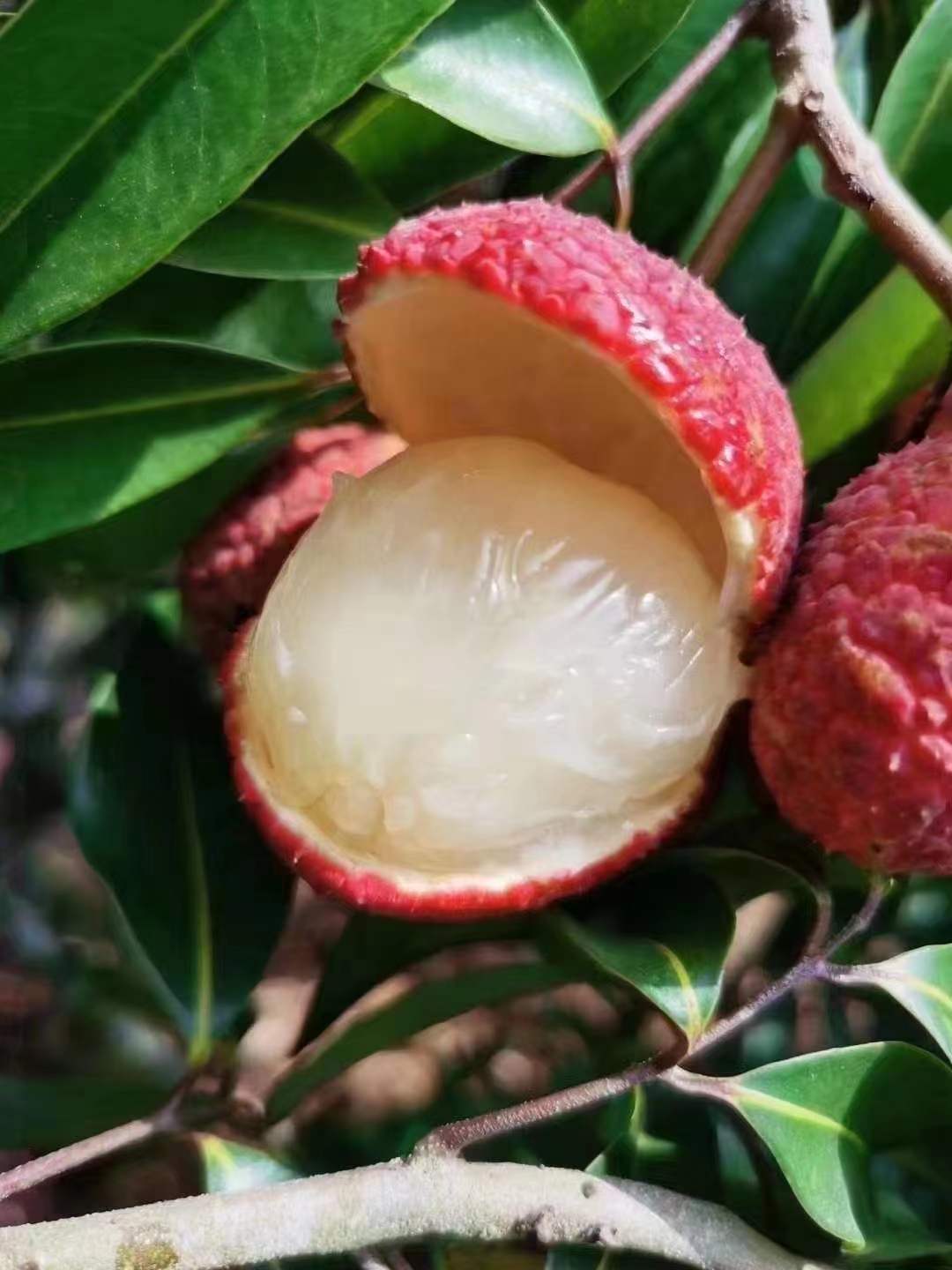 来自广西小岛的甜蜜惊喜 无核荔枝，现摘空运，献给孕妈与家人的当季鲜甜