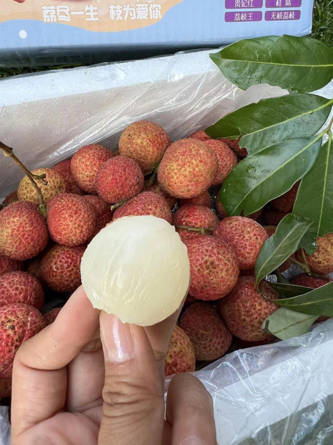广西灵山精品无核荔枝 一口爆汁的夏日珍馐