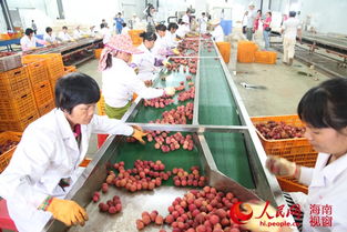 海南四季果园嘉华暨澄迈无核荔枝采摘启动 甜蜜无核的夏日飨宴