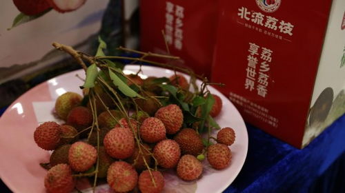 香甜态“给荔”北流 大力推动荔枝公用品牌建设，无核荔枝成为新名片